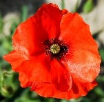 Lest We Forget